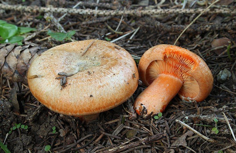 File:Fichten-Reizker Lactarius deterrimus.jpg