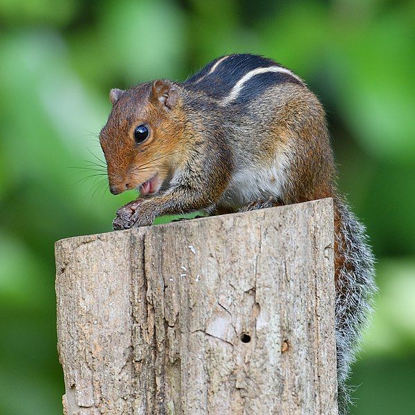 File:Funambulus tristriatus 57438901.jpg