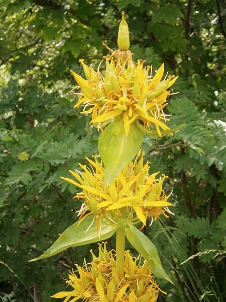 File:Gentiana lutea002.jpg