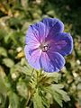 Geranium 'Johnson's Blue'