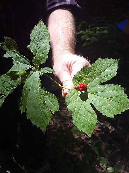 File:Goldenseal.jpg