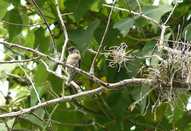 File:Grayish Piculet MatthewGable.JPG