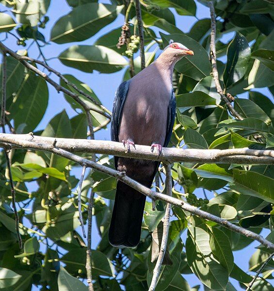 File:Gymnophaps stalkeri 265390794.jpg