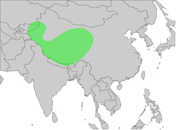 File:GypsHimalayensisMap.svg