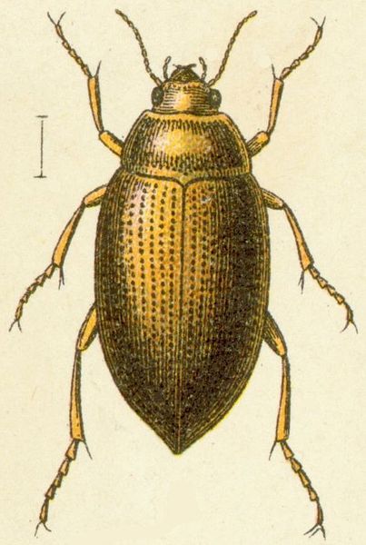 File:Haliplus mucronatus.jpg