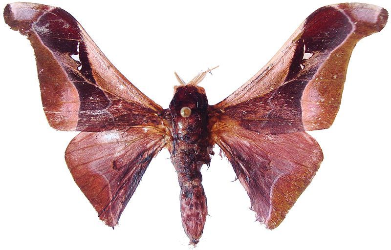 File:Holocerina angulata.jpg