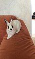 Hotot rabbit