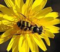 Hoverfly