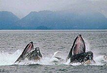 A pair of humpback whales lung-feeding.