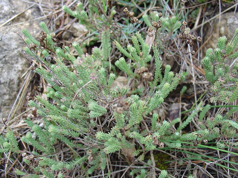 File:Hypericum ericoides fruto.jpg