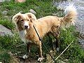 Nova Scotia Duck-Tolling Retriever