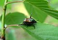 Japanese Beetle