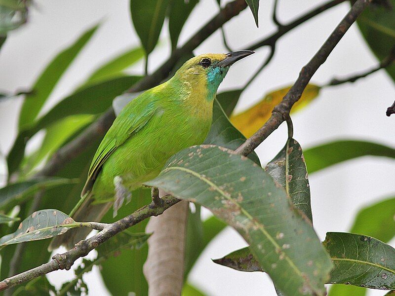 File:Jerdon'sLeafbird female.jpg