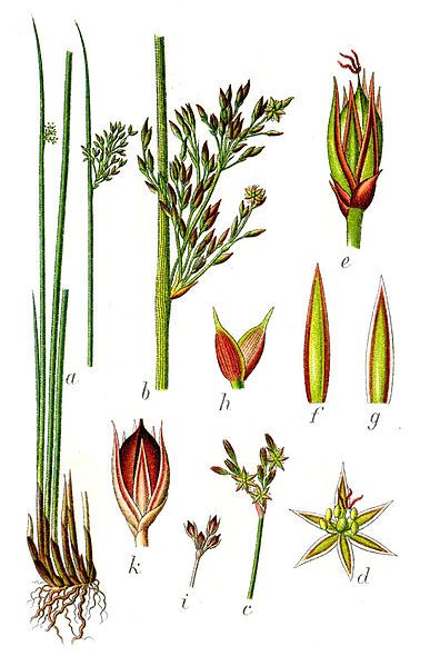 File:Juncus glaucus Sturm6.jpg