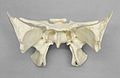 Human sphenoid bone