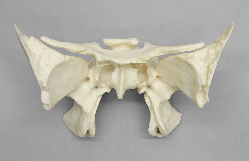 File:KO-191-001-Sphenoid-Lo.jpg