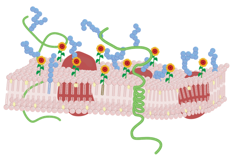 File:Koded biomembrane.svg