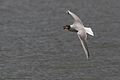 Gull with bread