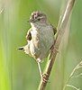 Savi's Warbler