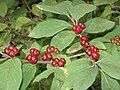 Lonicera xylosteum fruits