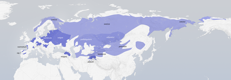 File:Luscinia svecica distribution.png