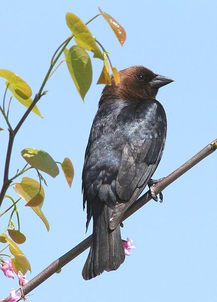 File:Malecowbird.jpg