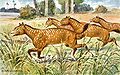 Image 25Restoration of Mesohippus (from Evolution of the horse)