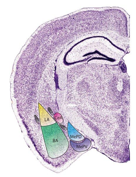 File:Mouse Amygdala.pdf