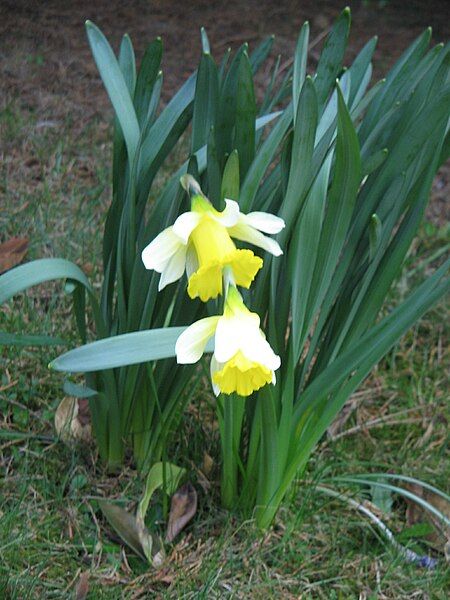 File:Narcissus pseudonarcissus nobilis.jpg