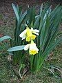 Narcissus pseudonarcissus subsp. nobilis