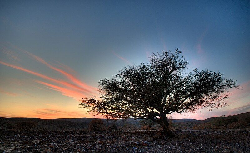 File:Negev Shita.jpg