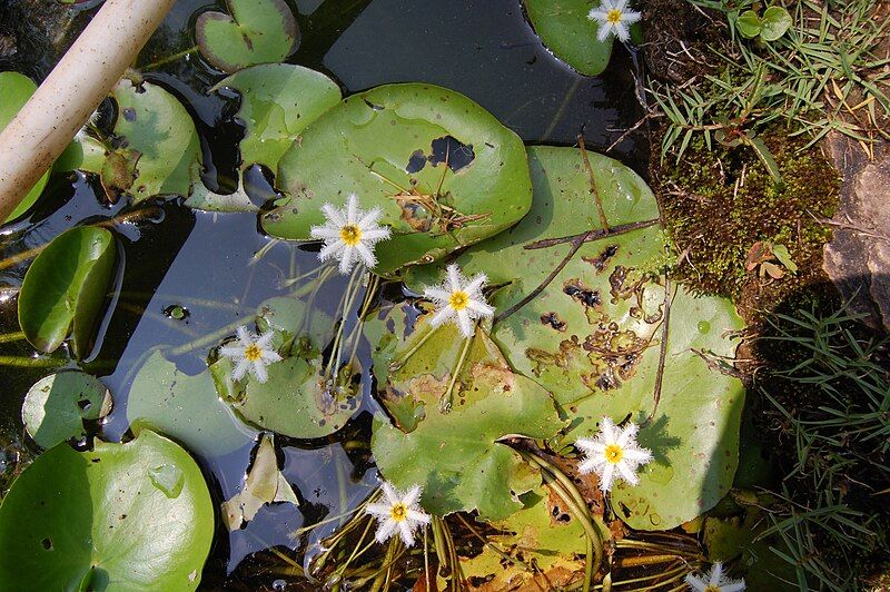 File:Nymphoides indicaRHu1.JPG