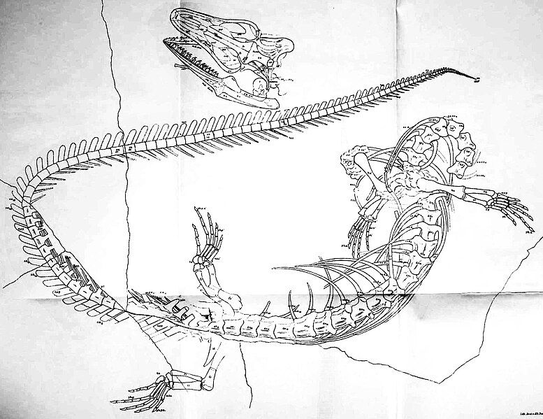 File:Opetiosaurus bucchichi diagram.jpg