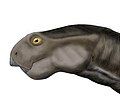 Oudenodon bainii