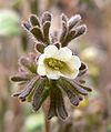 Phacelia rotundifolia