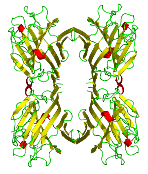 File:Phytohemagglutinin L.png