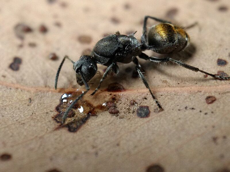 File:Polyrhachis vermiculosa.jpg