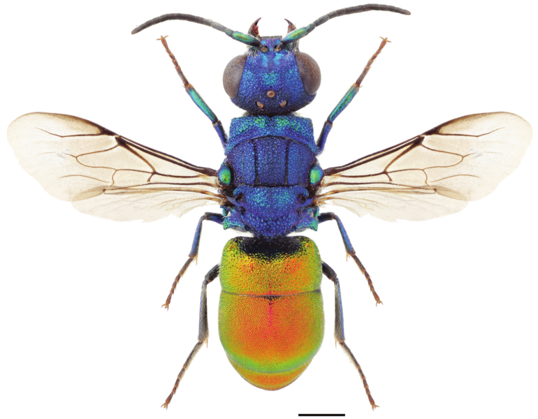 File:Pseudochrysis neglecta f.png