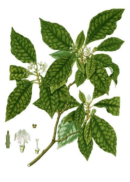 File:Psychotria nervosa-cropped.jpg