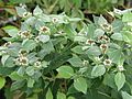 Pycnanthemum muticum