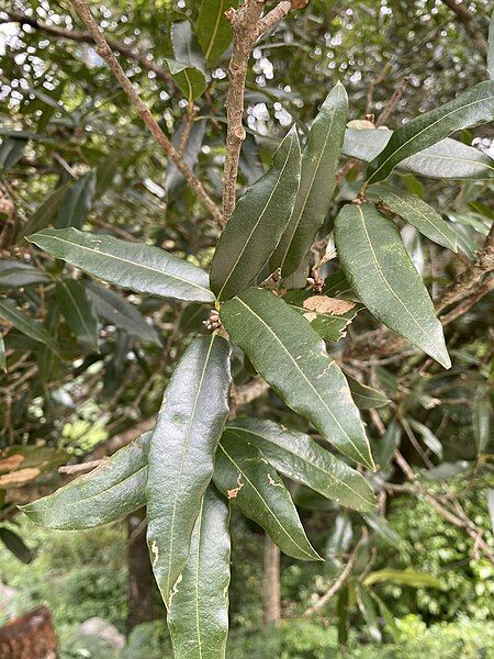 File:Quercus Pinnativenulosa.jpg