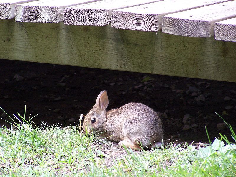 File:Rabbit-under-bridge.jpg