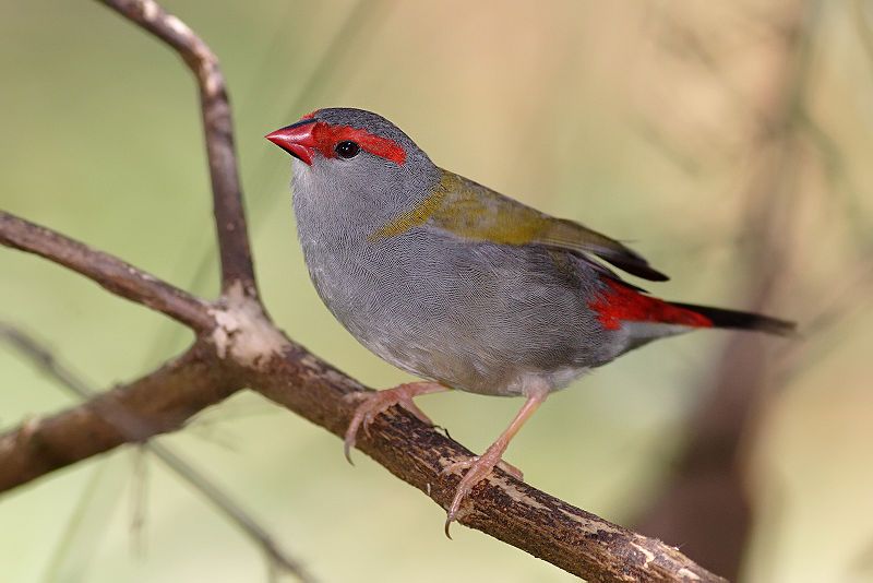 File:Red browed finch02.jpg