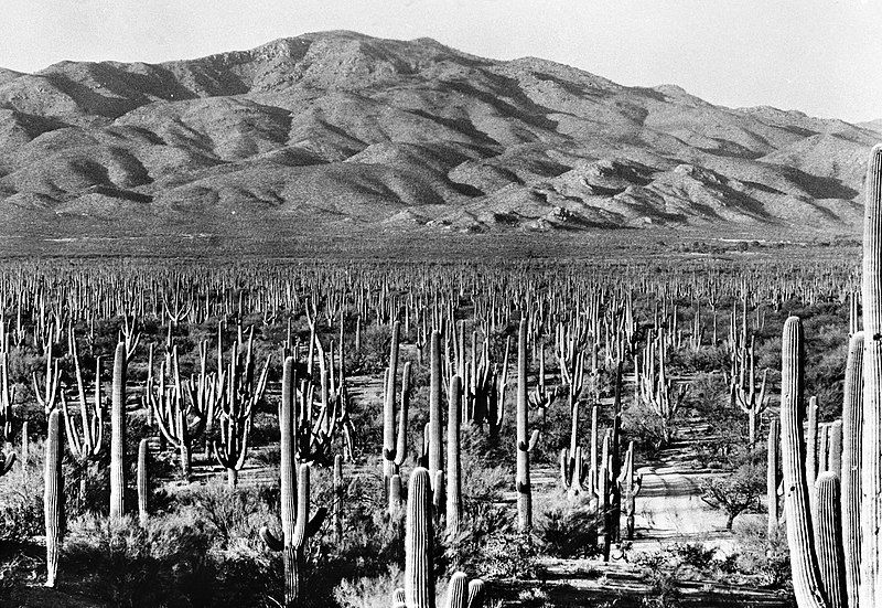 File:Saguaro National Park1935.jpg