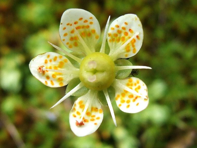 File:Saxifraga bryoides a1.jpg