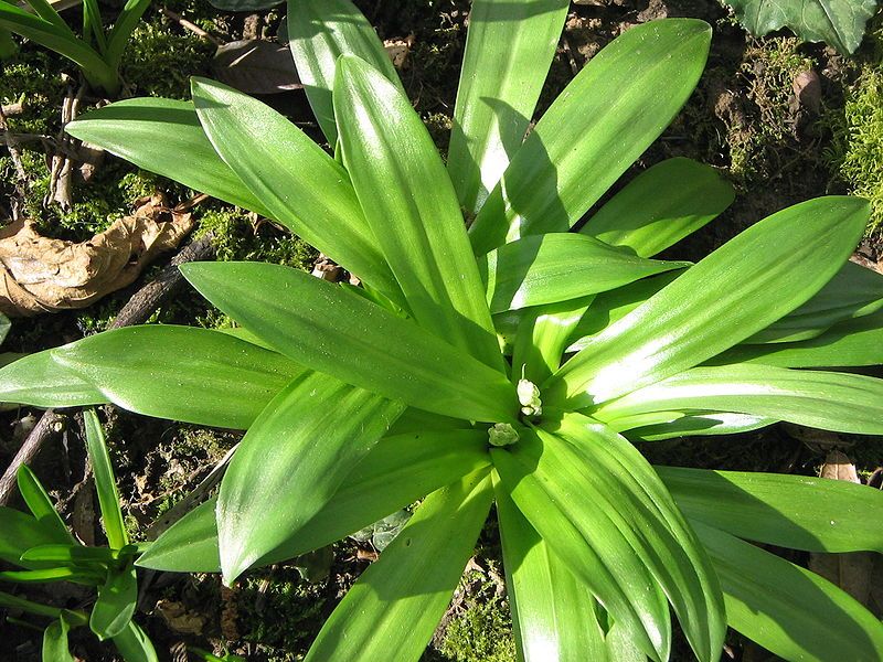 File:Scilla lilio-hyacinthus rosettes2.jpg