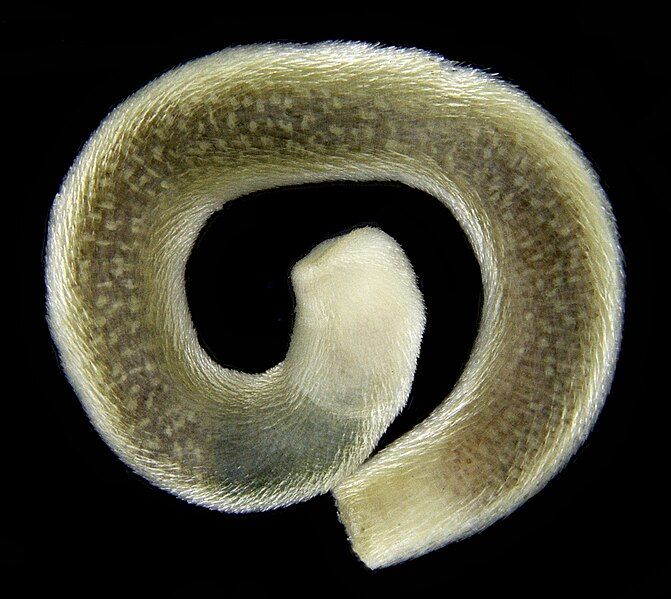 File:Scutopus robustus.jpg