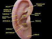 External ear. Right auricle.Lateral view.