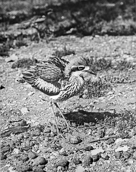 File:Southern Stone Curlew.png