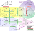 The main steroidogenic pathways. I made the first version of the svg from scratch; expanded, coloured and successfully shepherded through the featured pictures process by User:Mikael_Häggström.